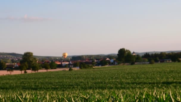 Summer landscape Panoramic view of maize field. Hot-air balloon goes downwards. Low DOF. — Stock Video