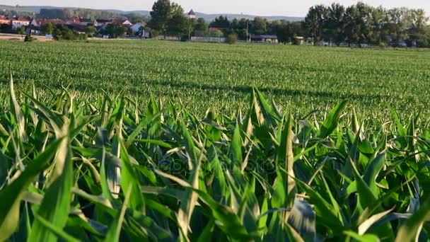 Paisaje de verano Vista panorámica del campo de maíz . — Vídeo de stock