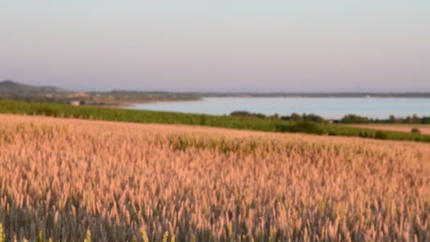 Sommer-Landschaft Panoramablick auf Maisfeld. die Berge im Hintergrund. niedrige dof — Stockvideo