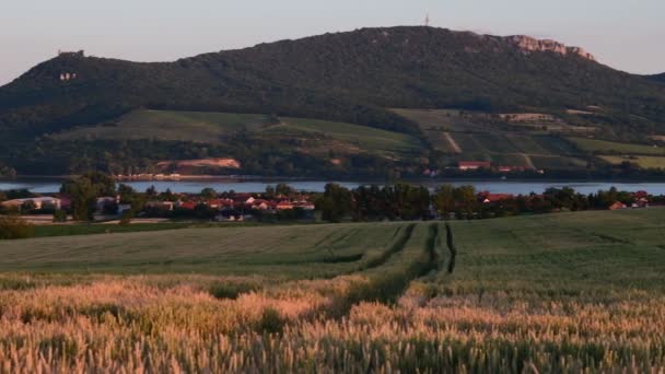 Zomer landschap panoramisch uitzicht van maïs veld. De bergen op de achtergrond. Lage Dof — Stockvideo