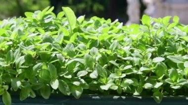 Otlar çiçek kutusunda. Pencere üzerindeki çiçek kutusunda görüntüleyin. 4k