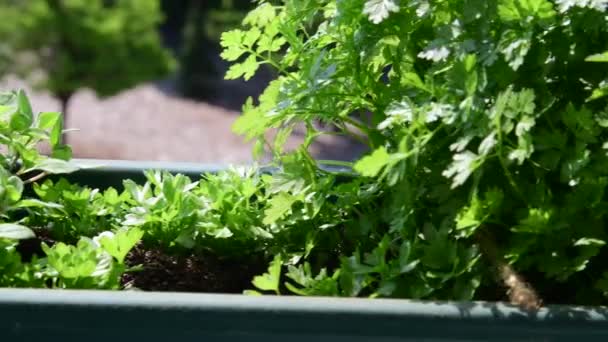 Kruiden in de plantenbak. Bekijk op Plantenbak op de vensterbank. 4k — Stockvideo