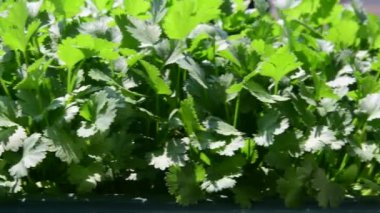 Otlar ve çiçek kutusunda begonias. Pencere üzerindeki çiçek kutusunda görüntüleyin. 4k