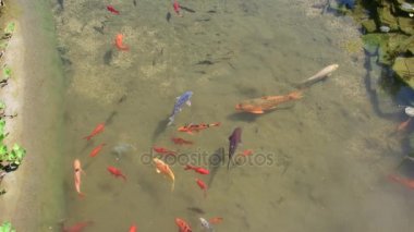 Koi carps, su parça halinde koi balıklar. Koi carps ile Bahçe küçük göl