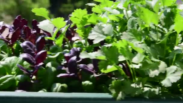 Hierbas y begonias en caja de flores. Vista en caja de flores en alféizar de ventana. 4K — Vídeos de Stock