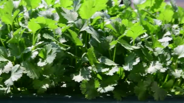 Hierbas y begonias en caja de flores. Vista en caja de flores en alféizar de ventana. 4K — Vídeos de Stock