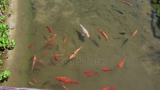 Carpas koi, peces koi en el pedazo de agua. Jardín pequeño lago con carpas koi . — Vídeos de Stock