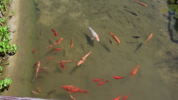 Koi karpar, koi fiskar i lappa av vatten. Trädgård liten sjö med koi karpar. — Stockvideo