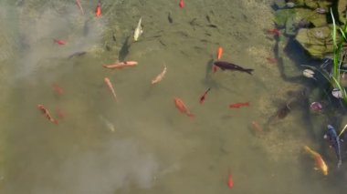 Koi carps, su parça halinde koi balıklar. Koi carps ile Bahçe küçük göl