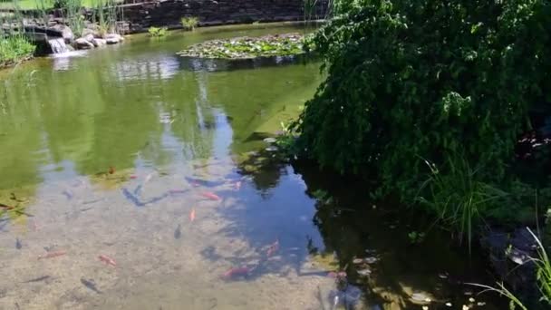 Carpas Koi, peixes koi no pedaço de água. Jardim pequeno lago com carpas koi — Vídeo de Stock