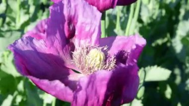 Haşhaş alan bir bakış. Mor haşhaş alan. Poppy rüzgarda hareket. Portre