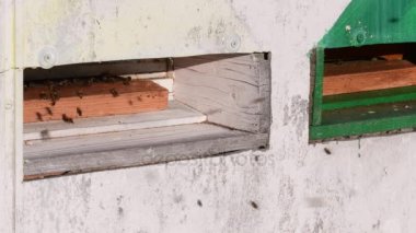 Kırsal arı kovanı görünümünü. Arıların kovan önünde hareket