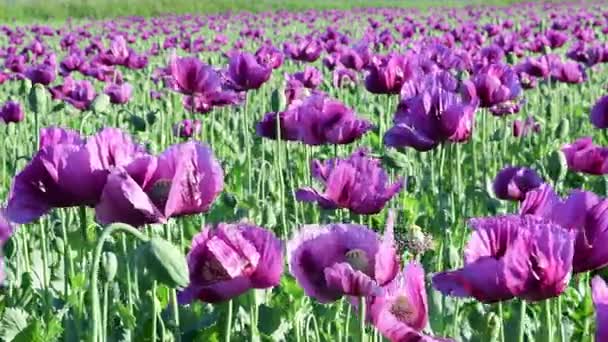 View of poppy field. Violet poppy field. Panoramic view. Closeup — Stock Video