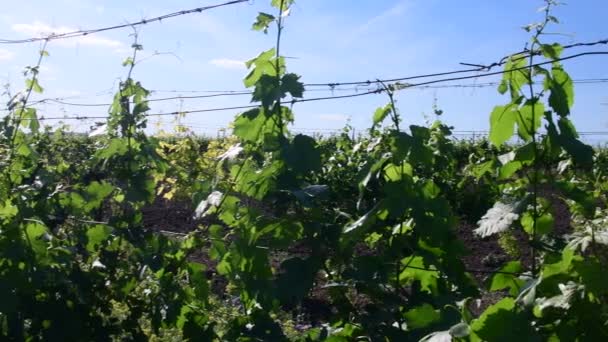 Vue panoramique sur le vignoble. Vignoble de printemps. Gros plan . — Video