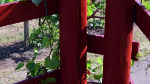 Bush vine growing next to wooden banisters — Stock Video