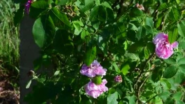 Gül bush ve bush asma. Portre.