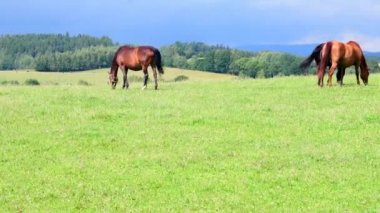 Mera üzerinde görünümü çiftlik atların. At otlaklar için ot yönetim planları