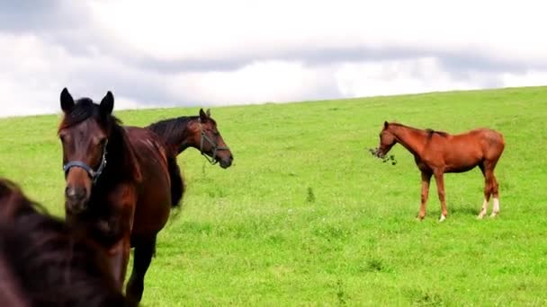 牧草地で農耕馬のビュー。馬の牧草地の雑草管理計画 — ストック動画