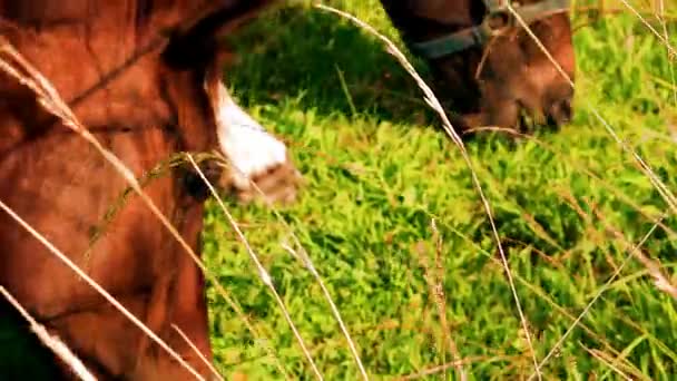 Vista de los caballos de granja en el pasto. Planes de manejo de malas hierbas para pastos de caballos — Vídeo de stock