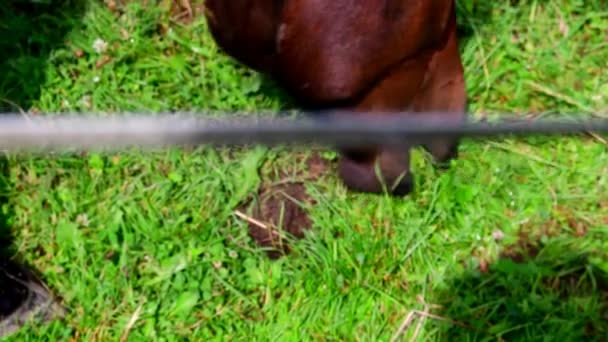 Вид на фермерских лошадей на пастбище. План по управлению сорняками для конных пастбищ — стоковое видео
