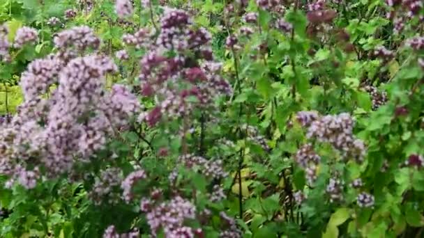 Άποψη της λουλούδια υποβάθρου στον αέρα. Ιώδη λουλούδια φόντο — Αρχείο Βίντεο