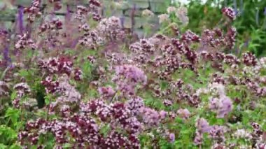Çiçekler arka planda Rüzgar görünümünü. Mor çiçekler arka plan