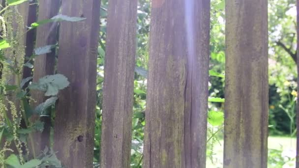 Vista a través de valla de madera. Paleo, cerca de piquete y ortiga — Vídeo de stock