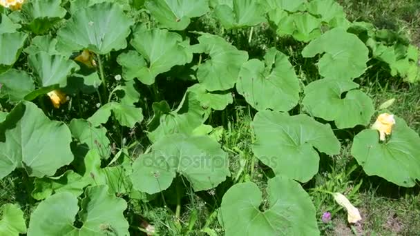 Weergave van pompoenen. Bloeiende kalebassen, vegetable marrow, squash — Stockvideo