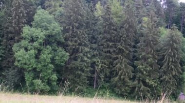 Yaz manzara görünümünü kaydırmak. Yaz yeşil çayır. İğne yapraklı ağaçlar