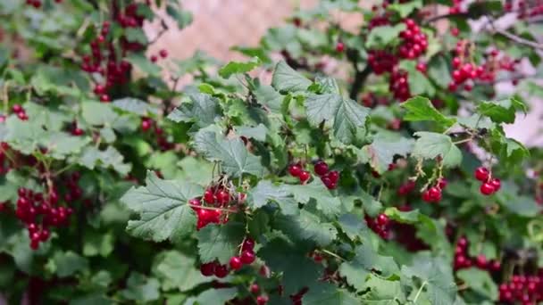 Rode bessen in de tuin van dorp. — Stockvideo