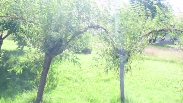 Дерева верби в саду — стокове відео