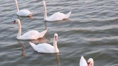 Kuğu float. Kuğular şarkı. Beyaz Kuğu float.