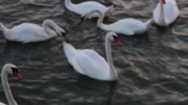 Kuğu float. Kuğular şarkı. Beyaz kuğu. Kuğular besleme. Düşük Dof.