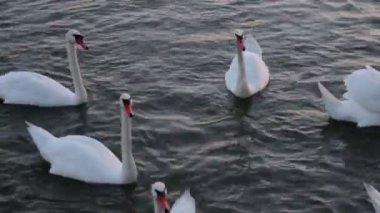 Kuğu float. Kuğular şarkı. Beyaz kuğu. Kuğular besleme.