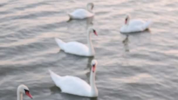 Cisnes flotan. Canción de cisnes. Baja DOF — Vídeo de stock