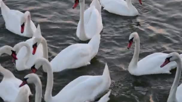 Os cisnes flutuam. Cisnes cantam. Cisnes brancos. Alimentação de cisnes . — Vídeo de Stock