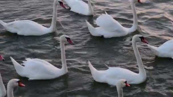 白鳥が浮かんでいます。白鳥の歌。白鳥は白い。白鳥の餌, — ストック動画