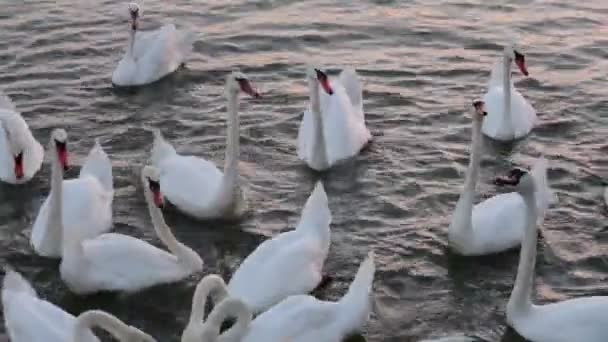 Cisnes flotan. Canción de cisnes. Cisnes blancos. Alimentación de cisnes . — Vídeos de Stock