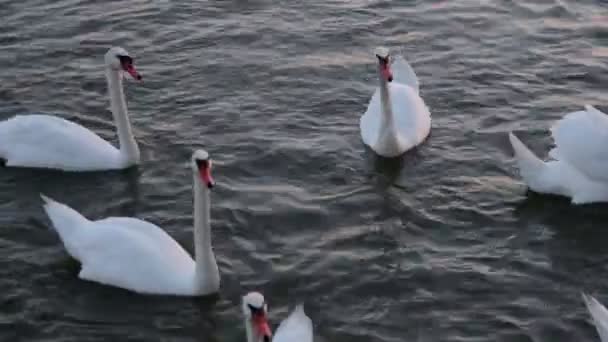 Swans float. Swans song. White swans. Feeding of swans. — Stock Video