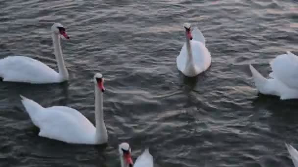 Les cygnes flottent. Chanson de cygnes. Cygnes blancs. Alimentation des cygnes .