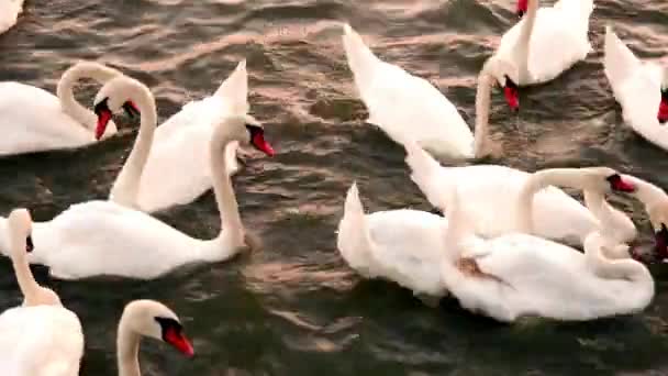 Svaner flyder. Svanesang. Hvide svaner. Fodring af svaner . – Stock-video