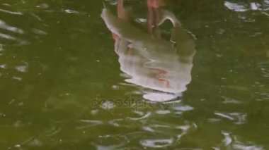 Büyük Flamingo. Aralık: Avrupa, Asya, Afrika, Madagaskar