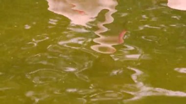 Büyük Flamingo. Aralık: Avrupa, Asya, Afrika, Madagaskar.