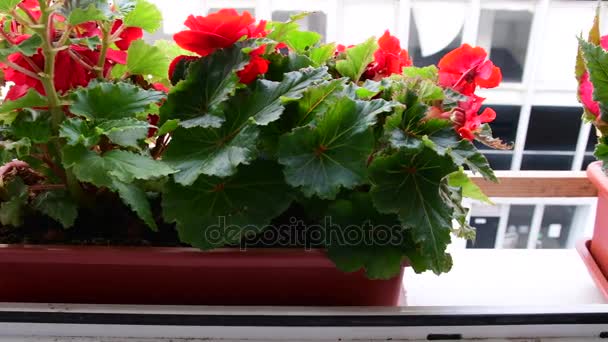 Begonias en caja de flores. Vista en caja de flores en alféizar de ventana . — Vídeo de stock