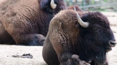 Amerikan Bison. Coğrafi aralığı: Alaska Kuzey Meksika'dan genişletilmiş orijinal Kuzey Amerika aralığı.