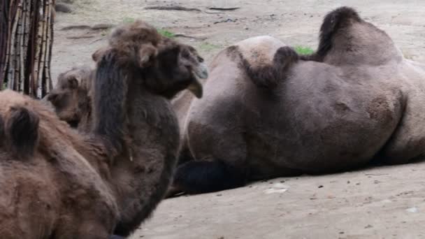 Bactrian Camel. Gama geográfica: Sua população de dois milhões existe principalmente na forma domesticada, camelos selvagens vivem apenas em desertos de Gobi e Gashun Gobi do noroeste da China e Mongólia — Vídeo de Stock