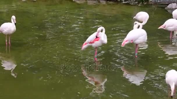 Große Flamingos. Bereich: Europa, Asien, Afrika, Madagaskar — Stockvideo