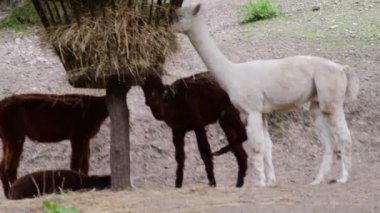 Alpaka. Coğrafi aralığı: Vicugna yerel aralığı Paços Peru'dan orta ve Güney Andes Argentina 4800 metreye kadar elevations içerir.