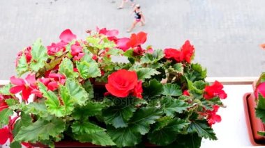 Begonias çiçek kutusunda. Pencere üzerindeki çiçek kutusunda görüntülemek.