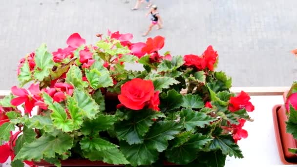 Begonias en caja de flores. Vista en caja de flores en alféizar de ventana . — Vídeo de stock